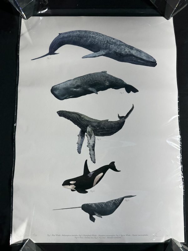 Ben Rothery Whales A2 print