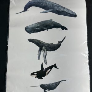Ben Rothery Whales A2 print