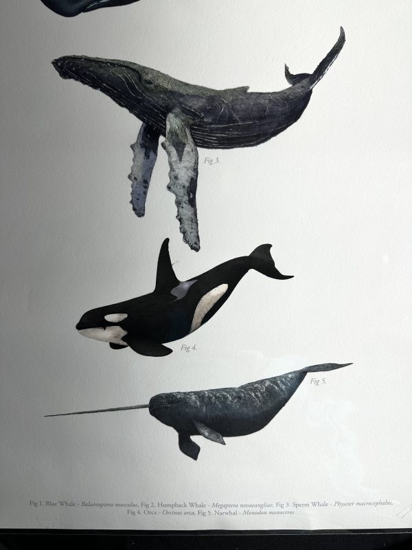 Ben Rothery Whales A2 print - Image 3