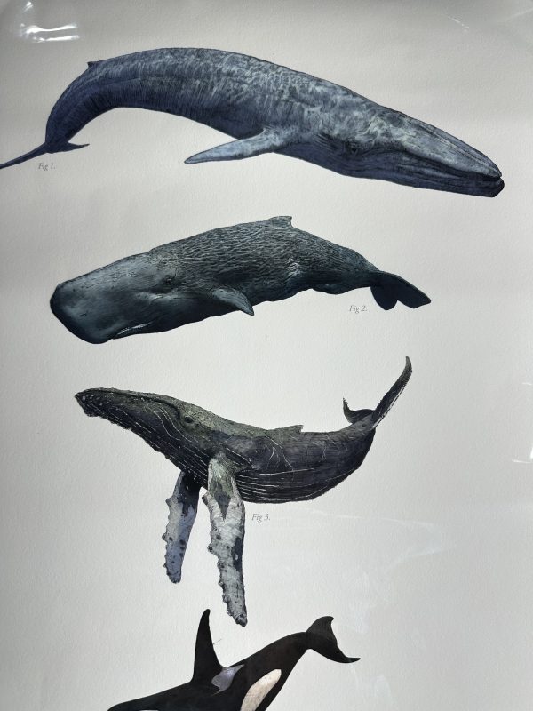 Ben Rothery Whales A2 print - Image 2