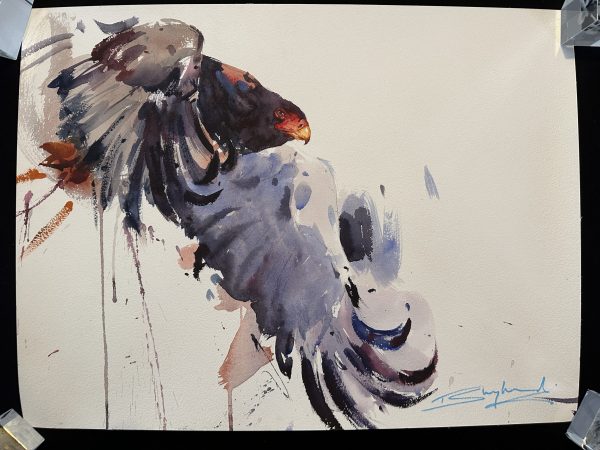 Tom Shepherd Watercolour, Bird of Prey. (21)