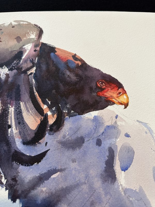 Tom Shepherd Watercolour, Bird of Prey. (21) - Image 3