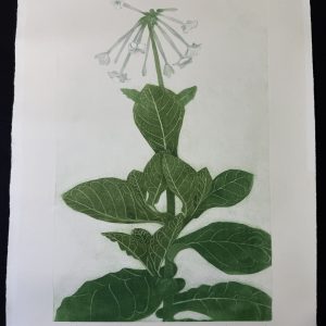 Mary Harper 1972 Artist Proof Limited edition print. (1008).